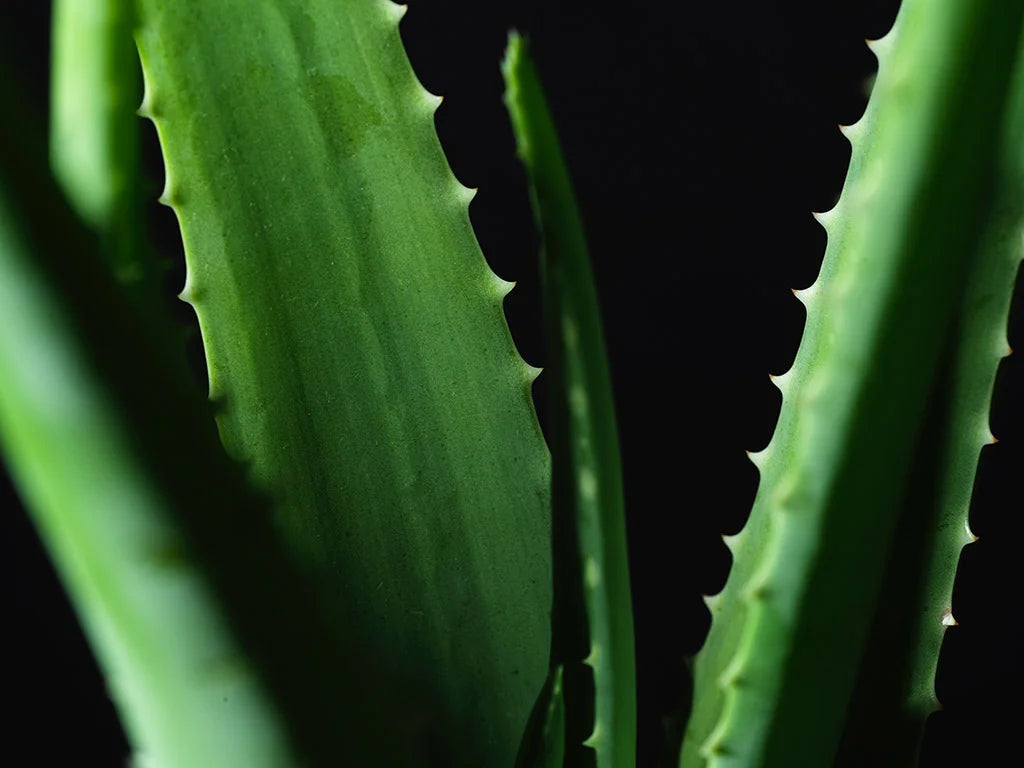 Sapone Solido Naturale all'Olio d'Oliva con estratto Naturale di Aloe Vera.