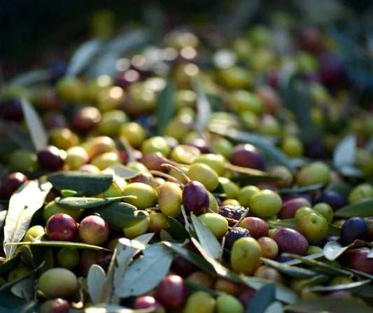 Olio d'oliva - benefici per la tua pelle